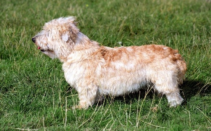 Glen of Imaal Terrier History and Behavior