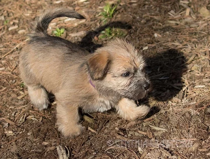 Glen of imaal Terrier puppy Cost