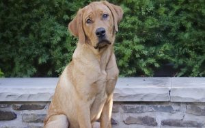 All About Goldador Dog Breed – Origin, Behavior, Trainability, Puppies ...