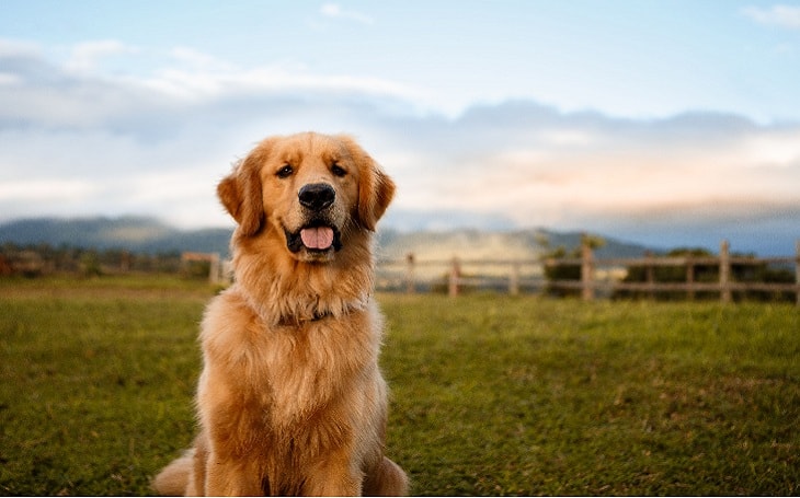 A Golden Retriever dog posing.