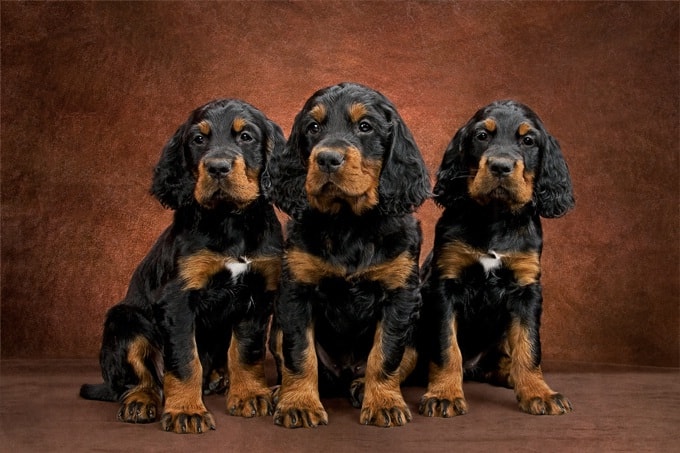 Gordon Setter Puppy Cost