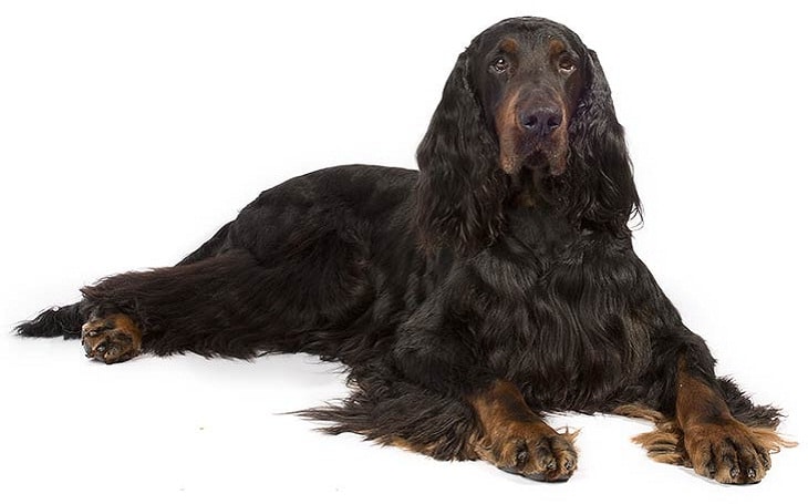 Gordon Setter History, Behavior