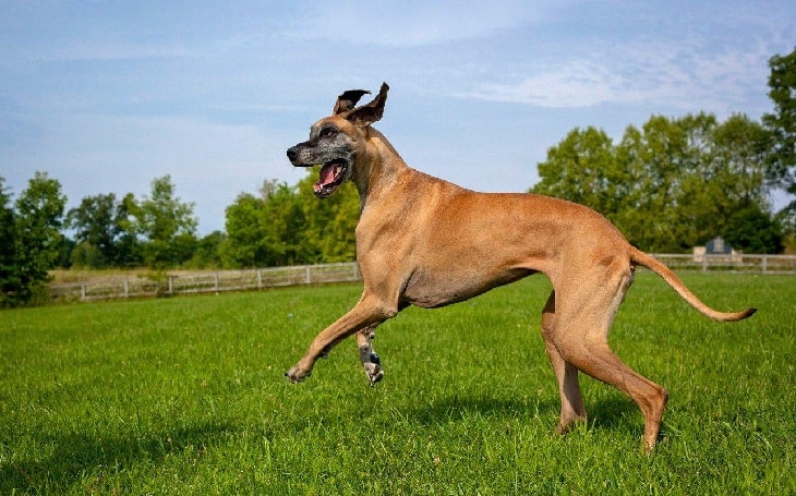 A happy Great Dane.