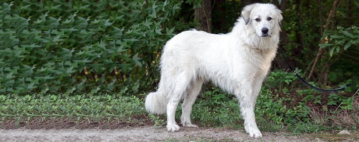 Great Pyrenees similar dog to Cane Corso