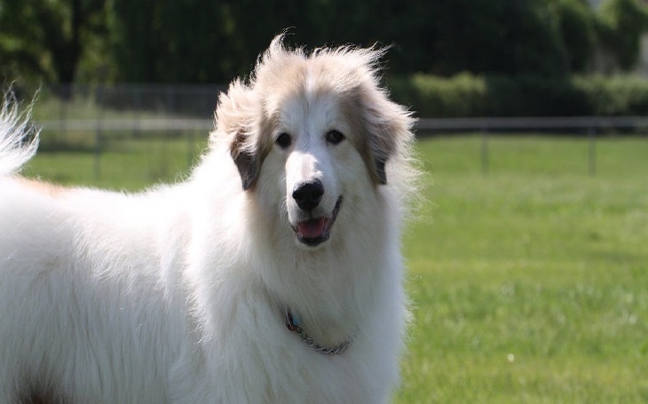 A white Pyrenees dog.