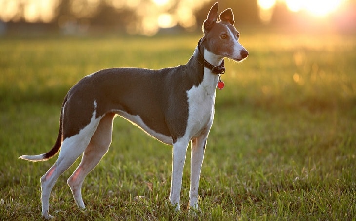 A greyhound standing.