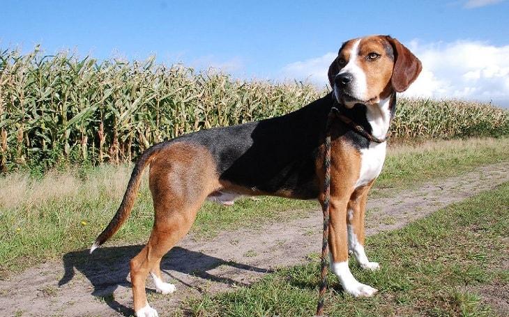 A Hamilton Hound dog.