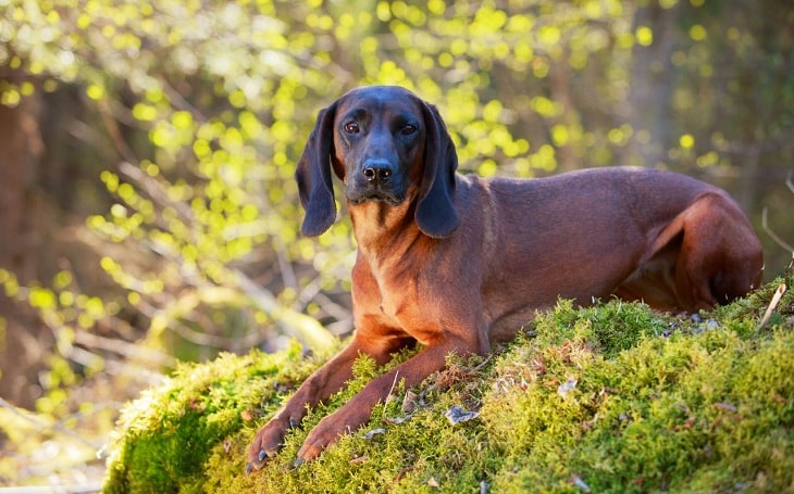 A Hanoverian Scenthound posing.
