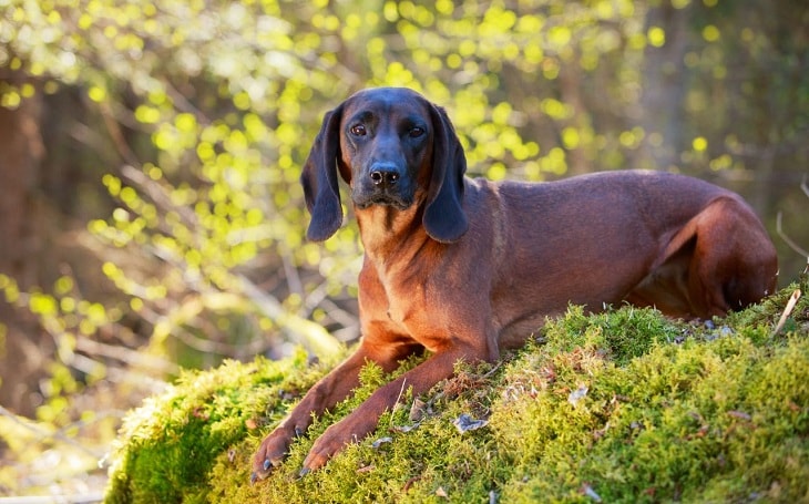 Are Carrots Good For A Hanover Hound