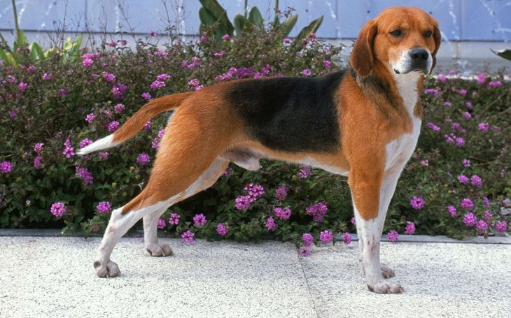 harrier hound