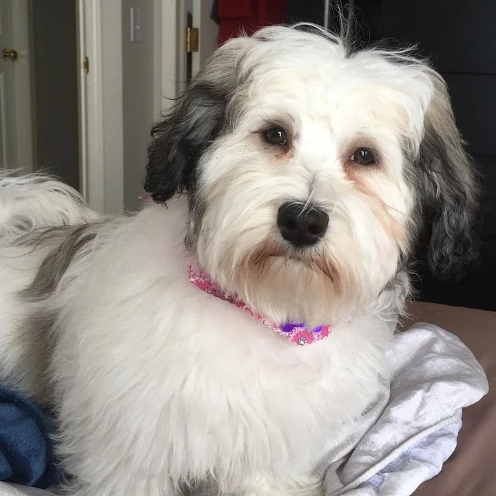 Havanese which is similar to Lowchen.