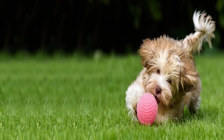 Havanese Dog Playing Ball. 