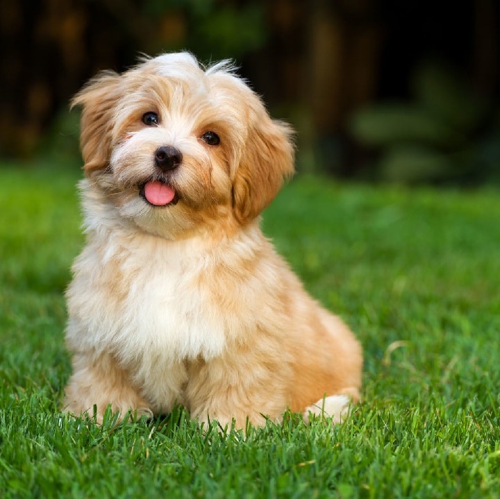 Havanese which is similar to Lhasa Apso