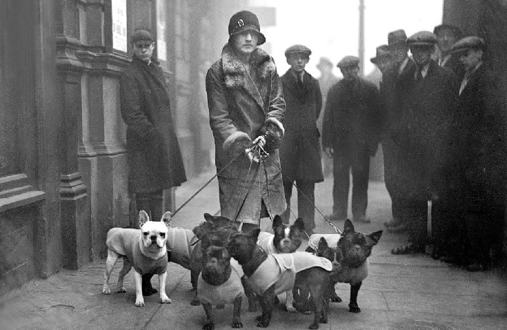 French Bulldogs ready for dog shows. 