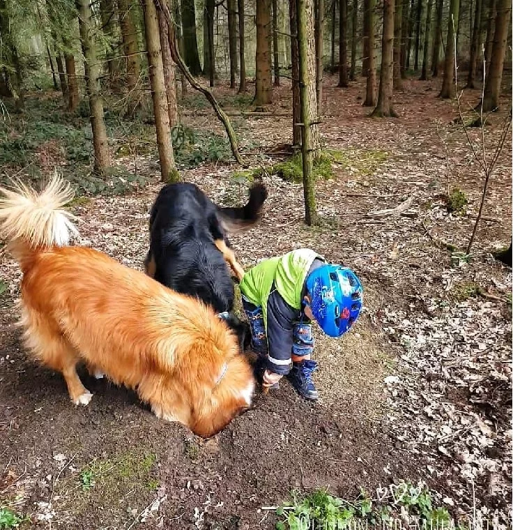 Hovawart helping his playmate to dig.