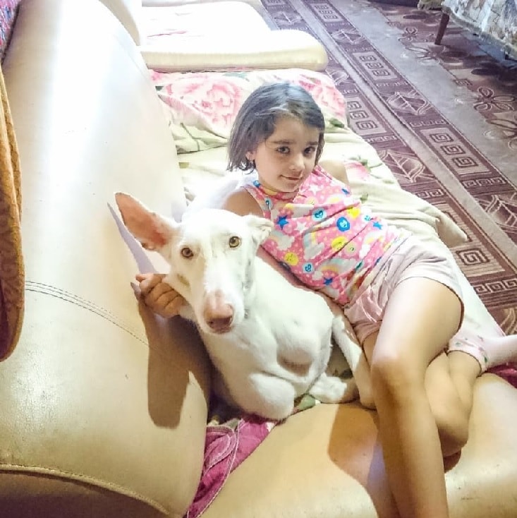 Ibizan Hound Sitting With A Child.