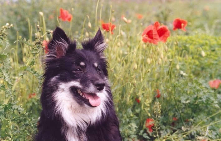 Icelandic Dogs Are Very Obedient