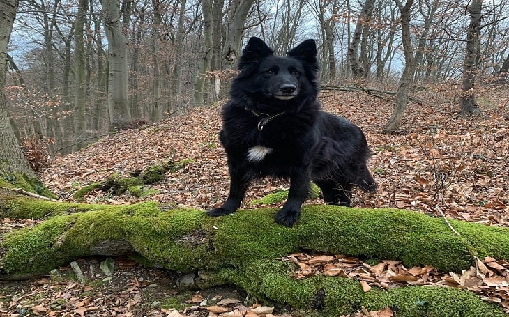 A Belgian Sheepdog in the woods.