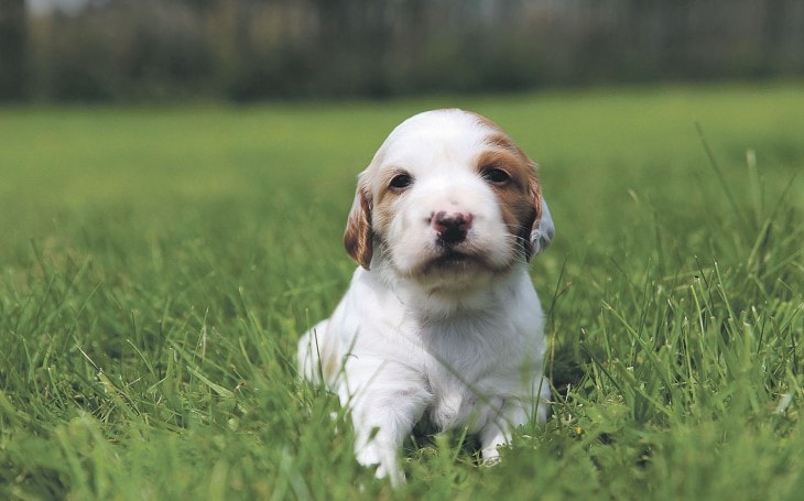 Irish Red And White Setter Puppy Are Friendly And Socialized From Early AGe