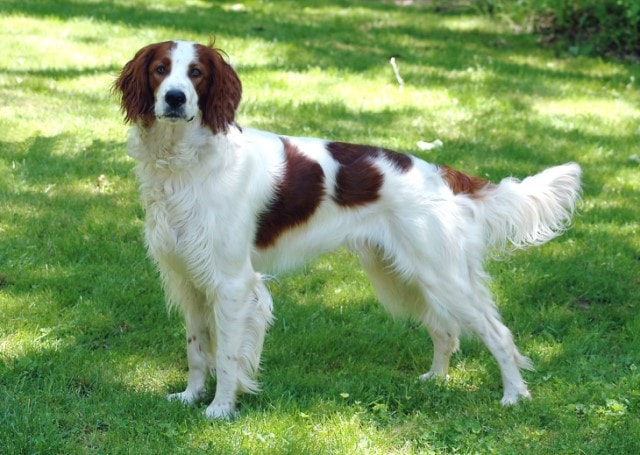 Irish Red And White Setter Are  Suitable For Active Owners