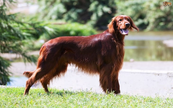 Irish Setter Also Known As Redhead Dog
