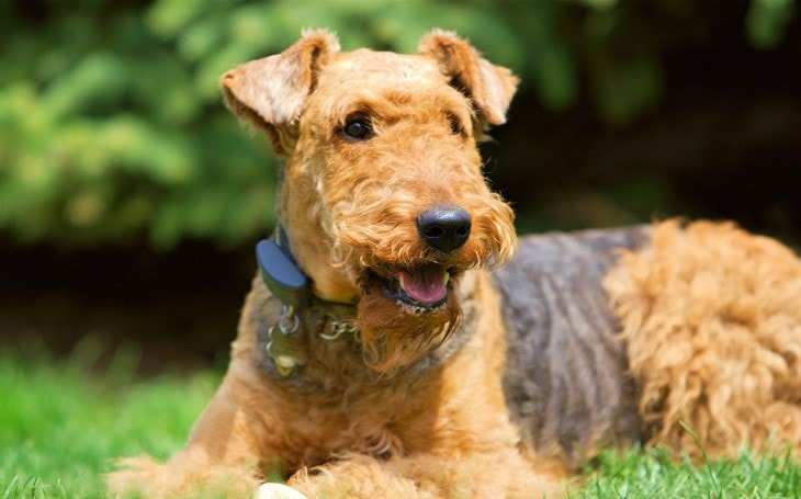 Irish Terrier Are Child Friendly