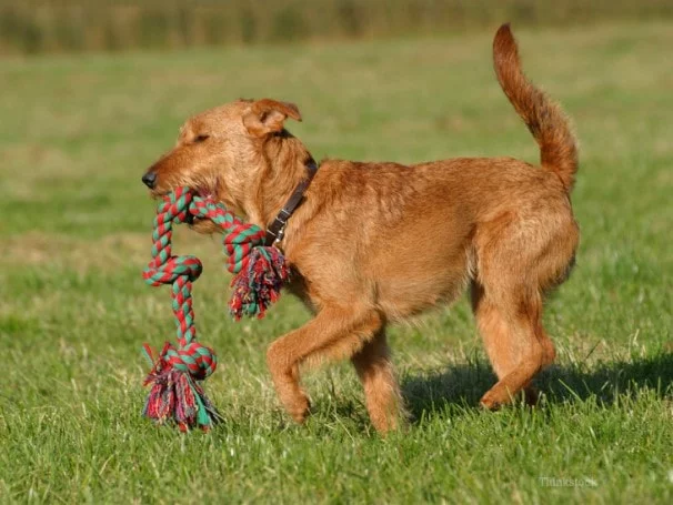 Irish Terrier Running
