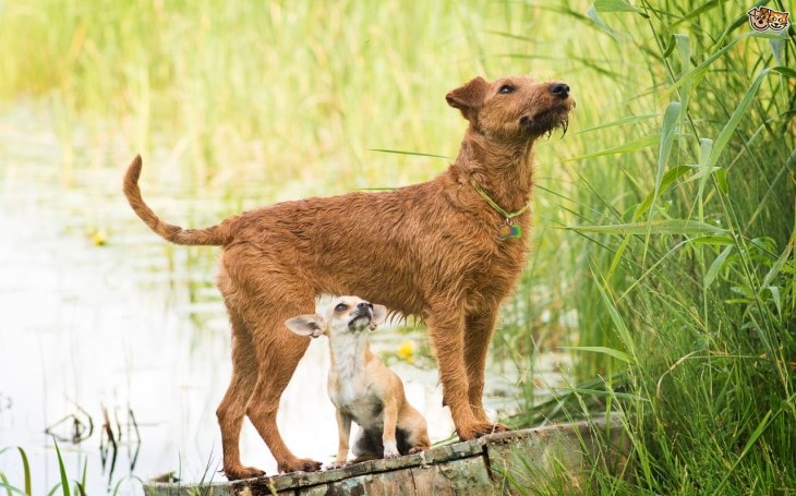 The Irish Terrier Is Nick Named As  DearDevil