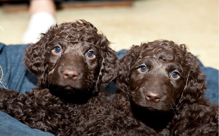 facts of Irish Water Spaniel dog