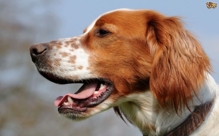 what do irish red and white setter eat