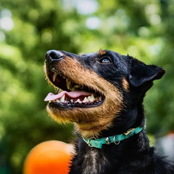 Jagdterrier which is similar to Portuguese Podengo Pequeno