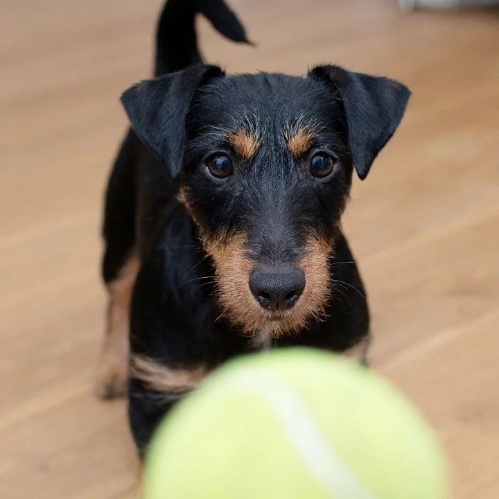 Jagdterrier puppy cost