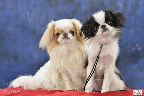 Japanese Chin Puppies