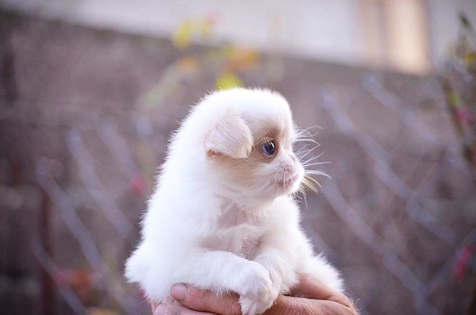 Japanese Chin puppy