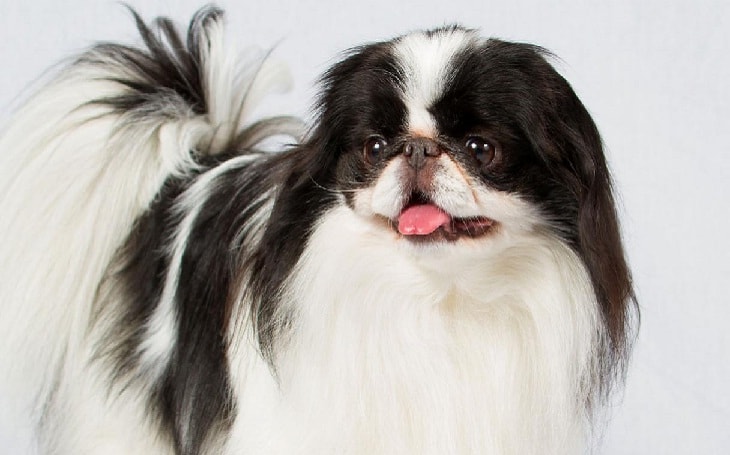 Japanese Chin History, Behvior