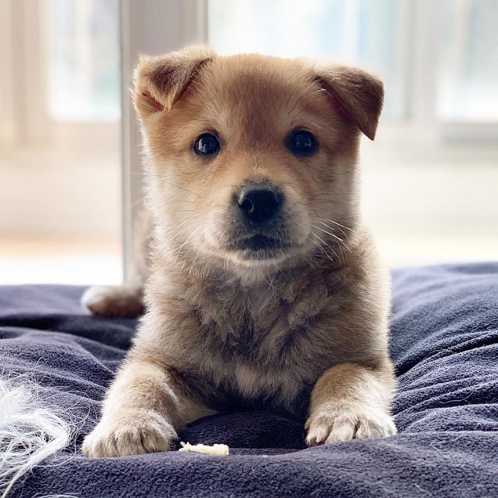 Jindo puppy Cost