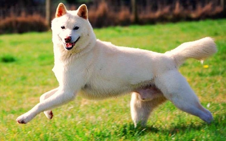 do korean jindo dogs shed