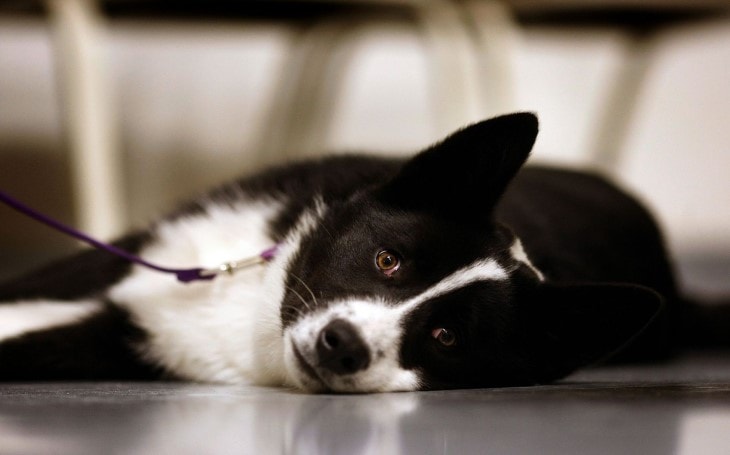 The Karelian Bear Is A Unique Dog Breed