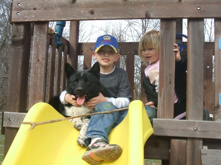 Karelian Bear Dog Love Playing With Children. 