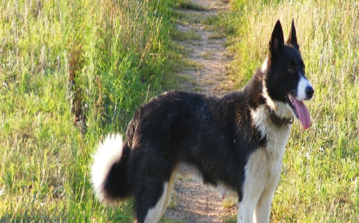 Beautiful Karelian Bear Dog.