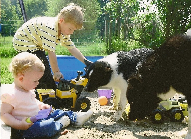 Karelian Bear Dog love Playing With Kids.