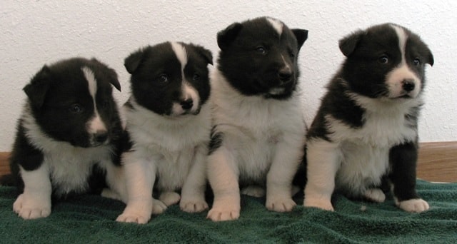 karelian bear dog puppies