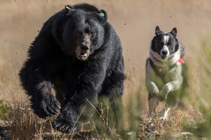 Karelian Bear Dog Hunting Bear. 