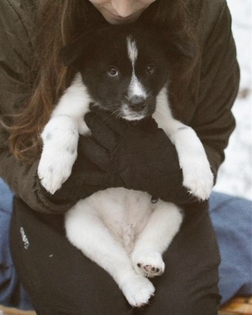 Karelian Bear Is An Active and Intelligent Breed