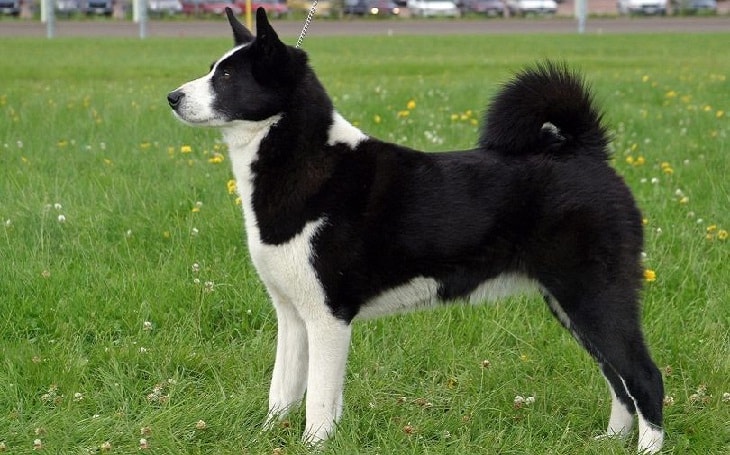 Karelian Bear Training