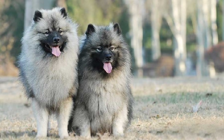 Keeshond Dogs.