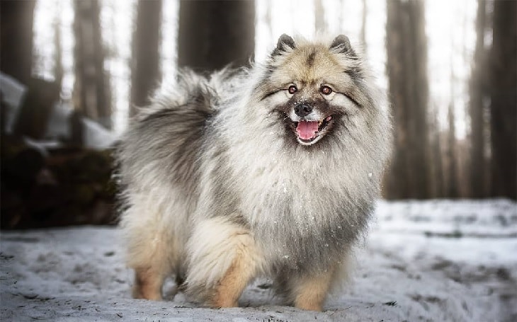 Beautiful Keeshond Dog Smiling.