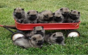 at what age is a keeshond full grown