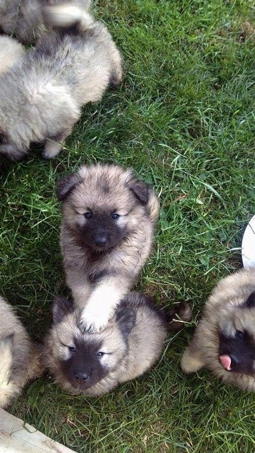 6 weeks Keeshond Puppies