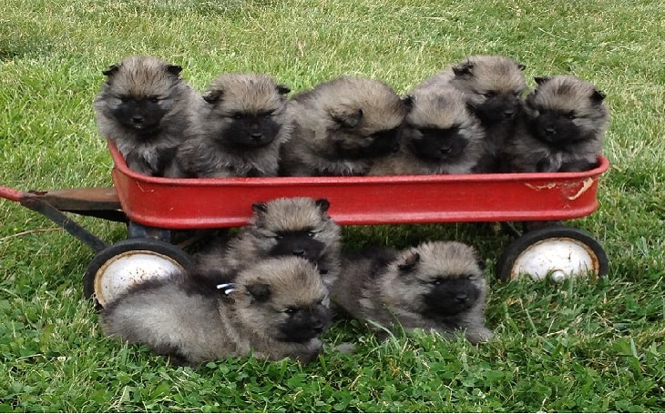 Keeshond Puppies Development Stages